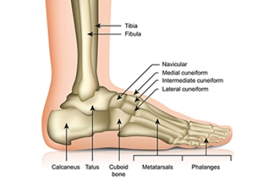 Foot Anatomy and How It Supports Your Body